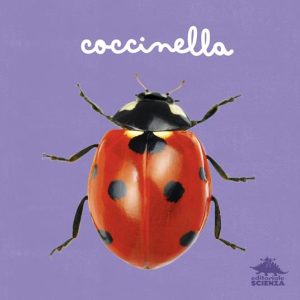 Coccinella